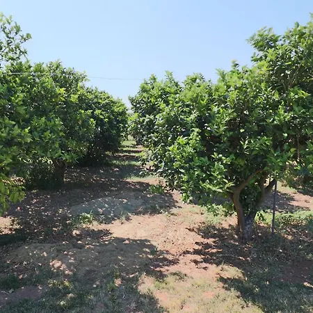 In Bb - Double Pomegranate * Carmiano (Apulia)